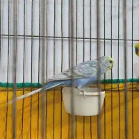 مرغ عشق رنگین کمانی