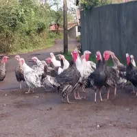 بوقلمون ماده