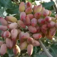 باغ پسته 850میلیون|فروش دفتر صنعتی، کشاورزی، تجاری|نیشابور, ریوند|دیوار