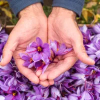 سر کارگر زعفران هستم