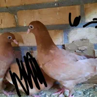 زرد|پرنده|شوشتر, |دیوار