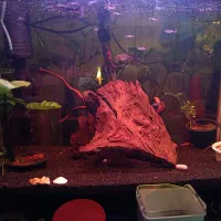 آکواریوم با وسایل|ماهی|اصفهان, بهارستان|دیوار