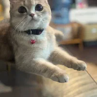 گربه بریتیش اصیل