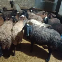 گوشتی مثل پنبه نرم