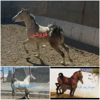 مادیان ۴ سال و نیم نوه سالار فرخشهر