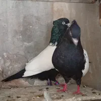 کفتر سینه سیاه