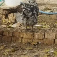 مرغ خروس گلین اصل و جوجه هاشون|حیوانات مزرعه|شهرکرد, |دیوار
