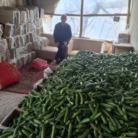 خیار گلخانه ای عمده مستقیم از باغ|خوردنی و آشامیدنی|تهران, هروی|دیوار