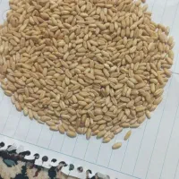 گندوم دیم درجه یک