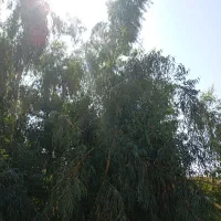 چند عدد اکالاتوس|گل و گیاه طبیعی|اندیکا, |دیوار