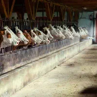 اجاره گاوداری‌ در مجتمع آدینان