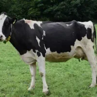 نیروی گاوداری