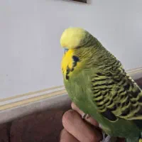 مرغ عشق انگلیسی اصل دستی ومرغ مینا