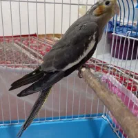 جوجه عروس سینامون