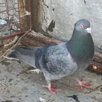 کفتر بهبهونی