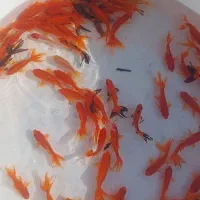 ماهی گلدفیش عروس و ابلق دار