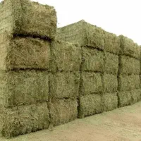 یونجه درجه یک