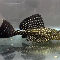 لجن خوار اسپرت مناسب همه آکواریوم ها