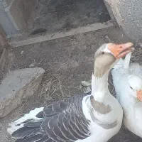 غاز محلی|حیوانات مزرعه|نسیم‌شهر, |دیوار