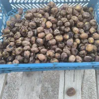 خرما برحی درجه یک تقریبا ده کیلو