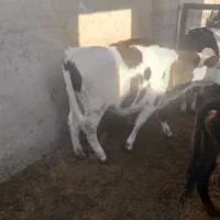 گوساله‌‌‌‌نر‌سیمنتال‌‌هولیشتاین‌‌هلندی‌‌محلی|حیوانات مزرعه|ماهدشت, |دیوار