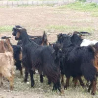 بزو بزغاله چاق کمرپروبره قصابی