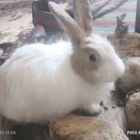 خرگوش مینیاتوری بازیگوش خیلی بغلی  جنس نر