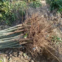 فروش عمده نهال صنوبر تضمین کیفیت|خدمات باغبانی و درختکاری|یاسوج, |دیوار