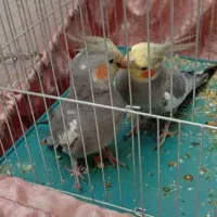 یک جفت عروس هلندی