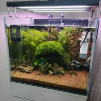 آکواریوم پلنت حرفه ای