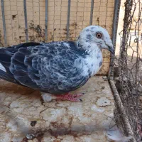 نر سوسکی سینه سفید|پرنده|بیرجند, |دیوار