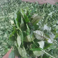 خری دار برگ سبز چای تسویه درب کارگاه|خدمات باغبانی و درختکاری|لاهیجان, شقایق|دیوار