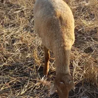 یک عدد بره نر یک شیشک بفروش میرسد
