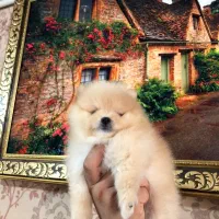 سگ خرسی خالص وارداتی همراه توله اش|سگ|شیراز, اصلاحنژاد|دیوار