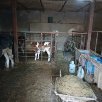 گاو|حیوانات مزرعه|لالجین, |دیوار