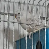 مرغ عشق|پرنده|داراب, |دیوار