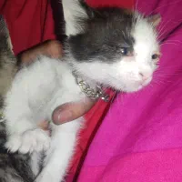 واگذاری گربه