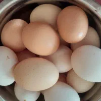 تخم مرغ محلی