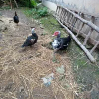 مرغ و خروس|حیوانات مزرعه|لاهیجان, آهندان|دیوار