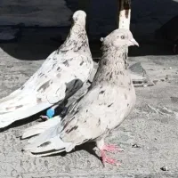 دوتا نر عتیقه دارم 18پردم سفید