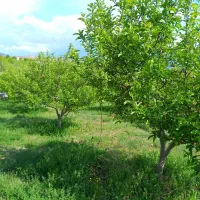 ۱۰۰۰متر باغ قطره ای مجوزدار بارده در ۲کیلومتری اهر