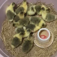 جوجه غاز محلی ۵روزه