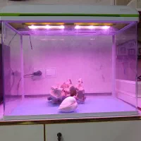آکواریوم شرکتی شیشه خم