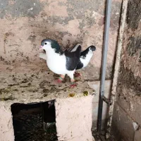 کفتر کبوتر|پرنده|سبزوار, همت|دیوار