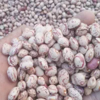 فروش بذر لوبیا چیتی کپسولی وگرد خمین|خوردنی و آشامیدنی|شوش, |دیوار