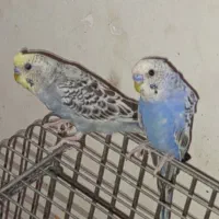 4عددپرنده