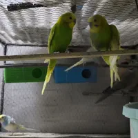 عروس هلندی|پرنده|زهک, |دیوار