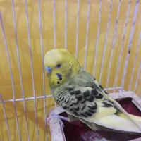 مرغ عشق|پرنده|فردیس, شهرک شهید حسینی|دیوار