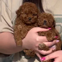 سگ و گربه آپارتمانی توی پودل ، پامرانین شیتزو خالص|سگ|تبریز, |دیوار