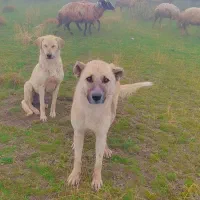 سگ گله داری